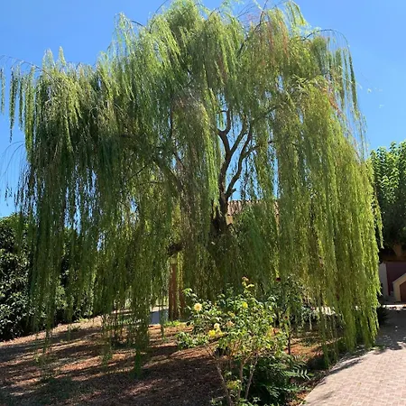 το σπίτι της κλαίουσας House Of Weeping Willow *