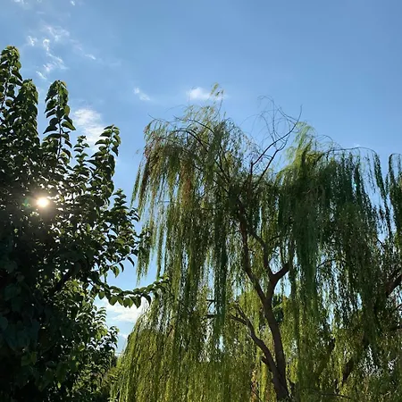 το σπίτι της κλαίουσας House Of Weeping Willow
